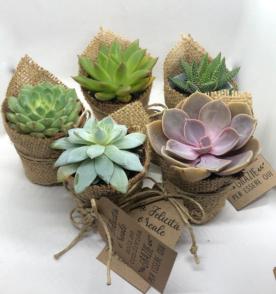 Segnaposto cactus pianta grassa
