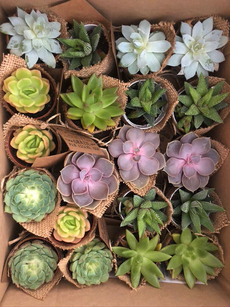 Segnaposto cactus pianta grassa